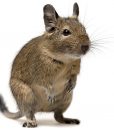 degu12(1)